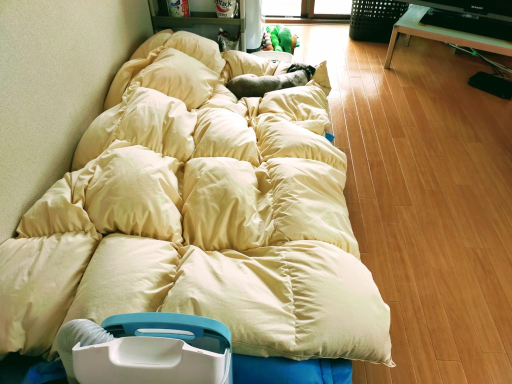 布団乾燥機をかけている布団の上で寝るゆいまるくん