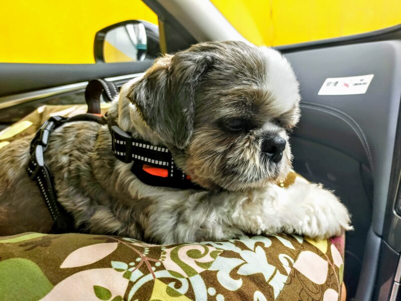車で寝る犬