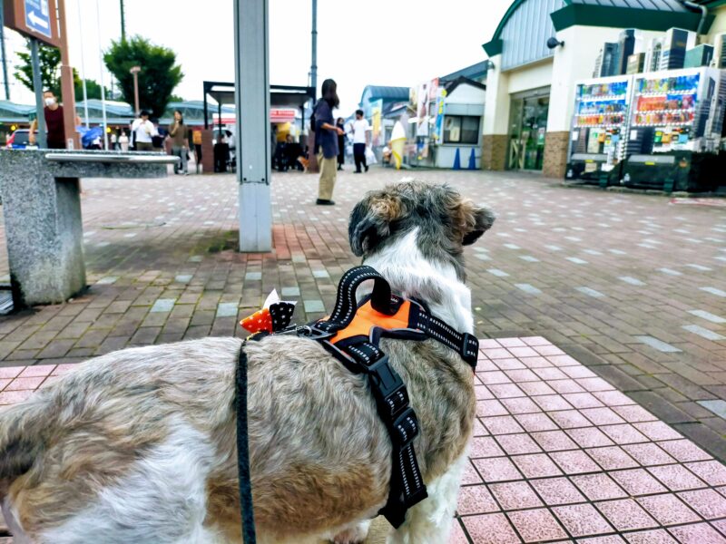 高坂サービスエリアで散歩する犬
