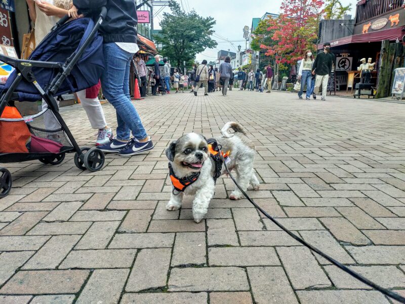 軽井沢銀座を散歩する犬